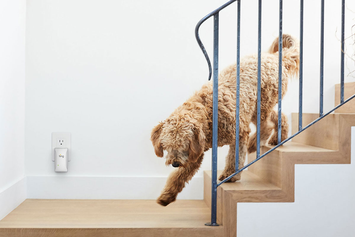 A fluffy brown labradoodle walking down wooden stairs with a Ting in the background