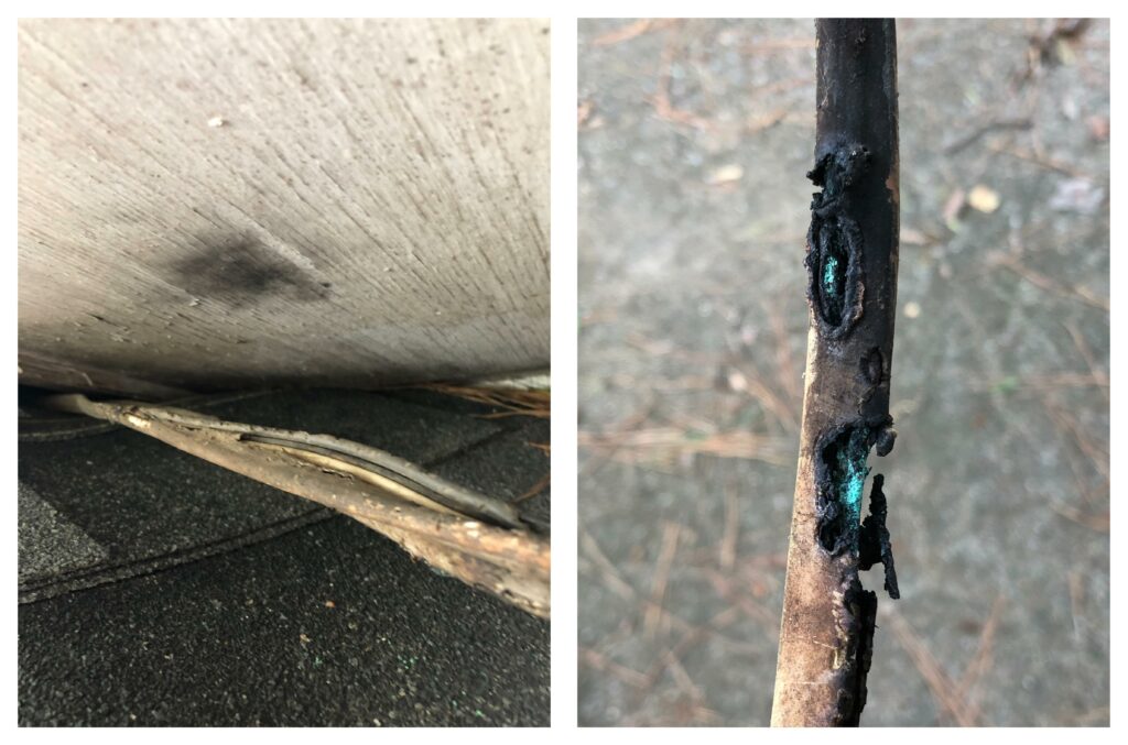 Rotted electrical cable insulation running from outside the home into the attic, with dried pine needles nearby.  Includes closeup of wire damage and prior arcing or fire activity.