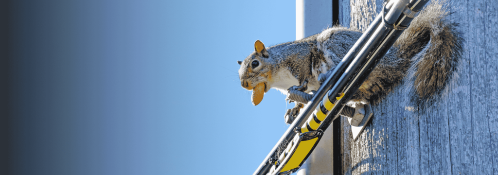 Are Squirrels Damaging Your Home’s Electrical System? Gray squirrel on power line with a peanut in its mouth.