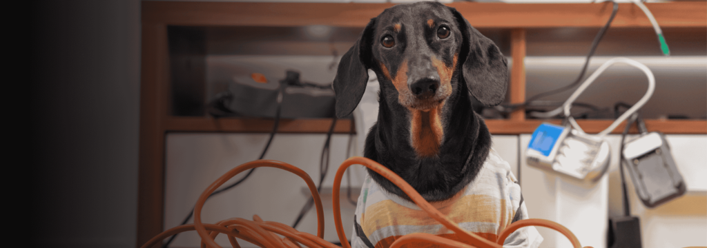 Electrical Fire Safety Tips for Pets