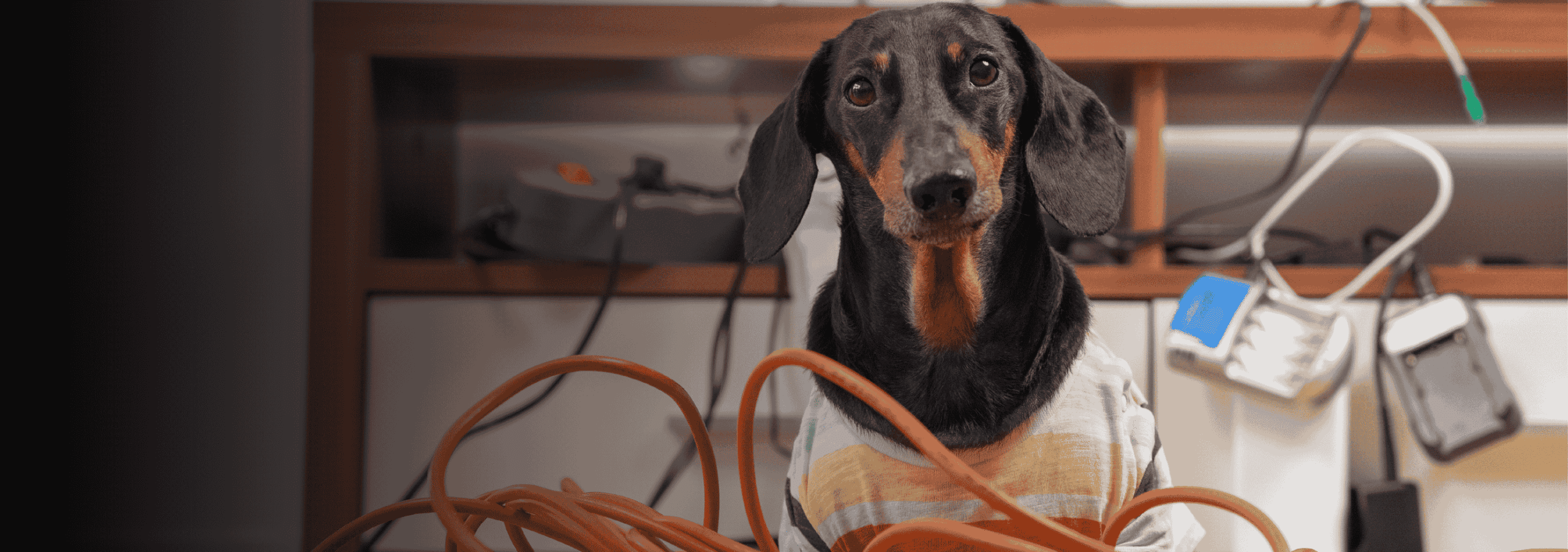 Electrical Fire Safety Tips for Pets