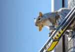 Are Squirrels Damaging Your Home’s Electrical System? Gray squirrel on power line with a peanut in its mouth.