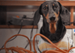 Electrical Fire Safety Tips for Pets